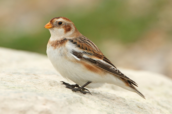 Snow Bunting