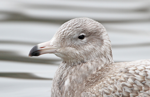 Glaucous Gull