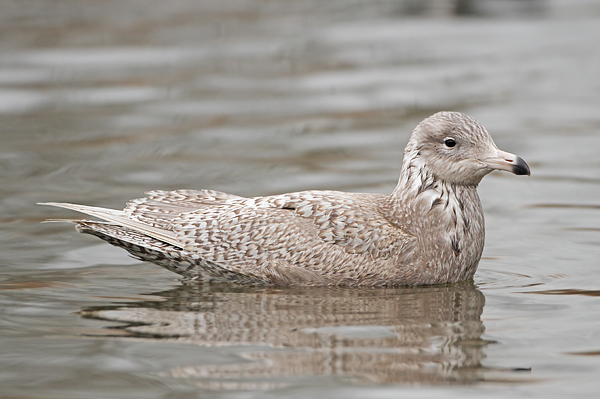 Glaucous Gull