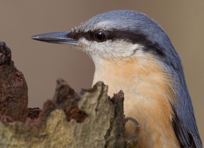 Nuthatch