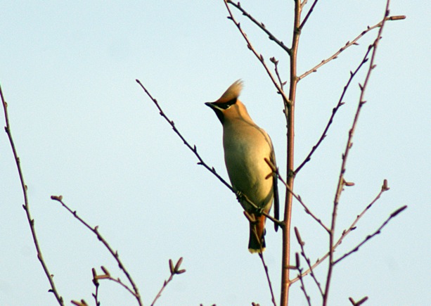 Waxwing