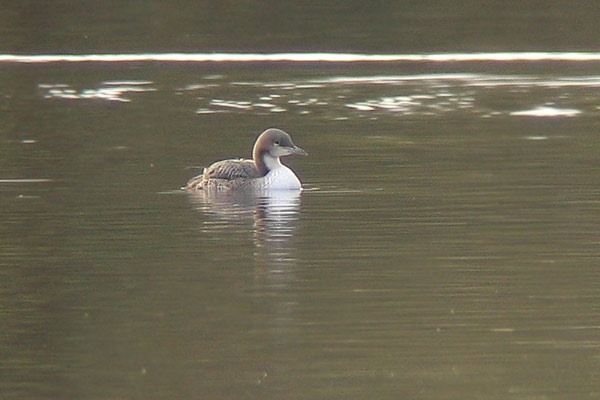 Pacific Diver