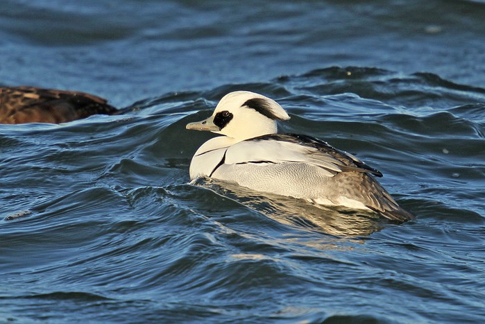 Smew