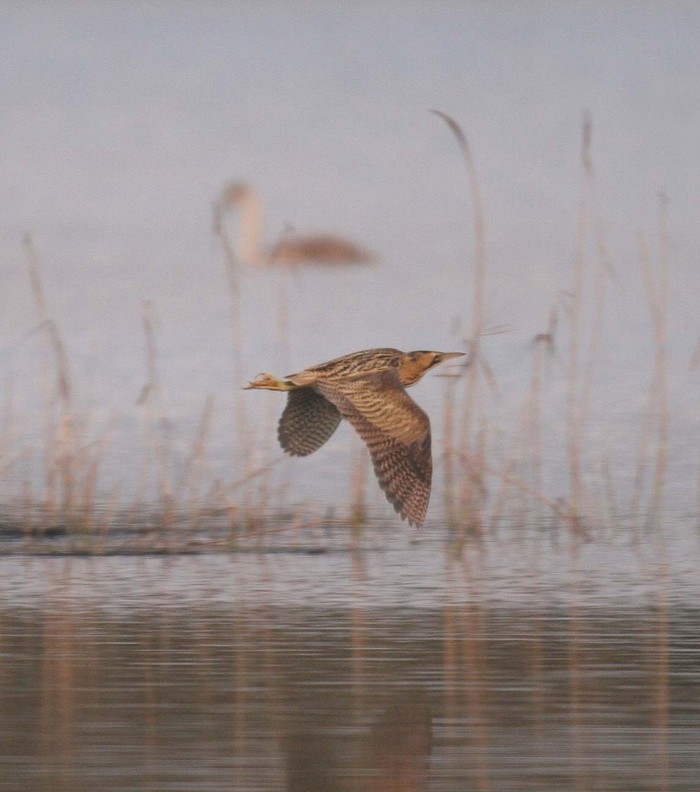 Bittern