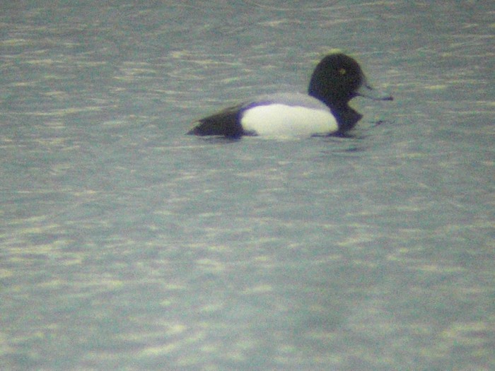 Scaup