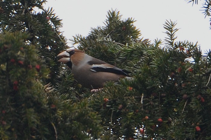 Hawfinch