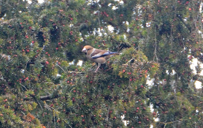 Hawfinch