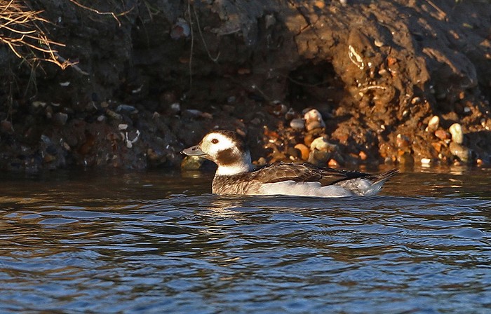 Long-tailed Duck