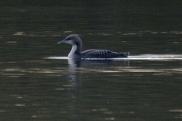 Pacific Diver