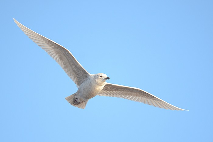 Iceland Gull