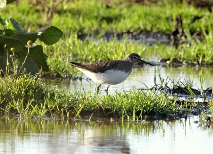 Green Sandpiper