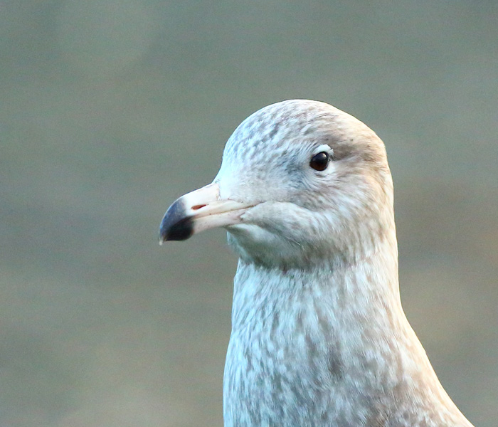 Glaucous Gull