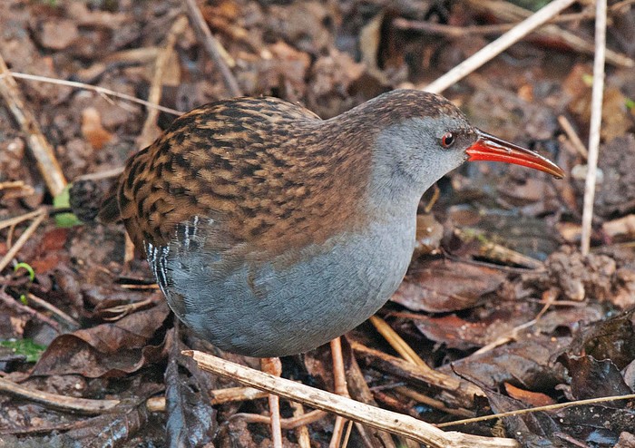 Water Rail