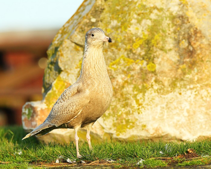Glaucous Gull