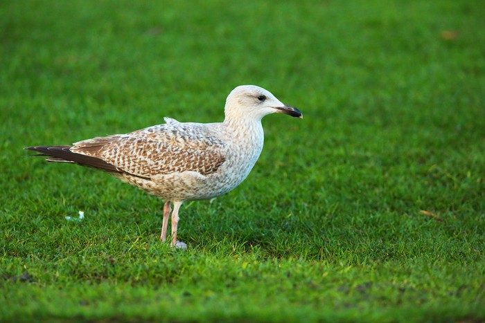 Herring Gull