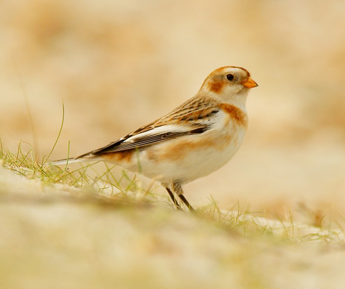Snow Bunting
