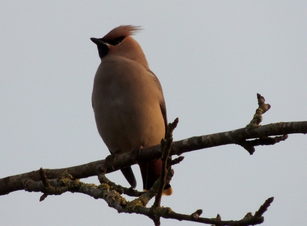 Waxwing