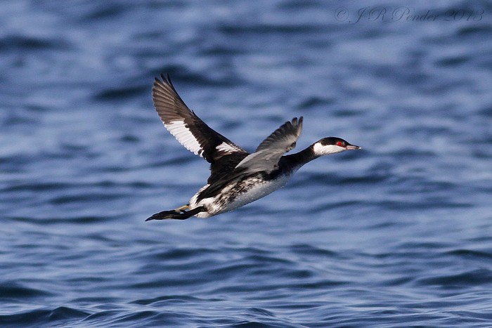 Slavonian Grebe