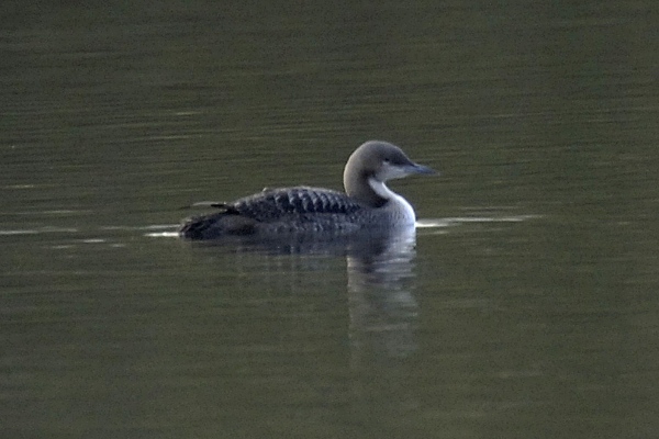 Pacific Diver