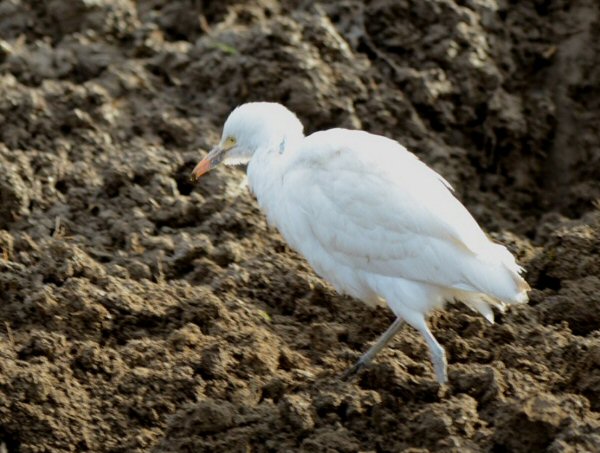 Cattle Egret