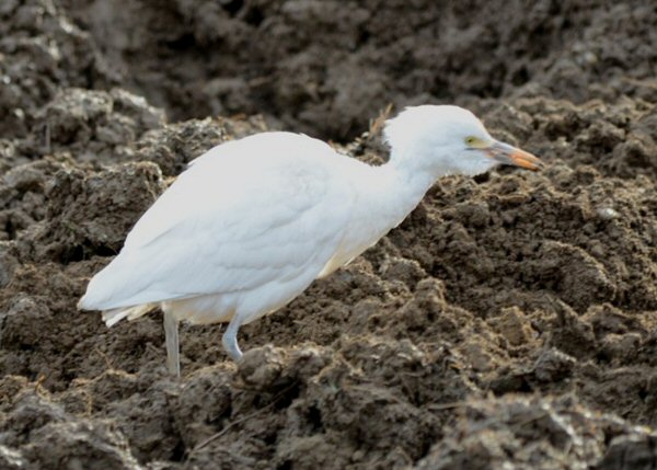 Cattle Egret