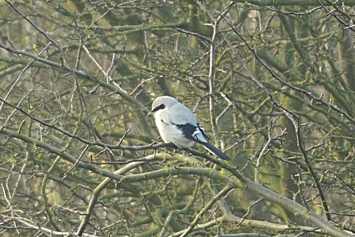 Great Grey Shrike