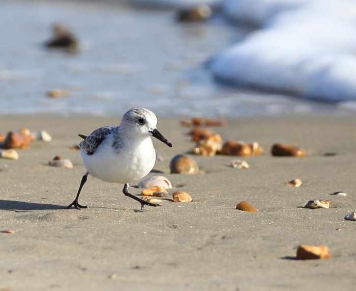 Sanderling