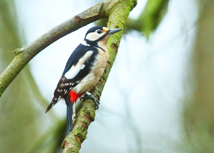 Great Spotted Woodpecker