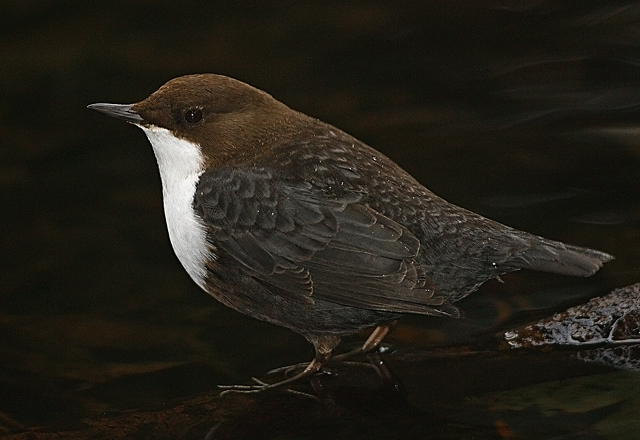 Black-bellied Dipper