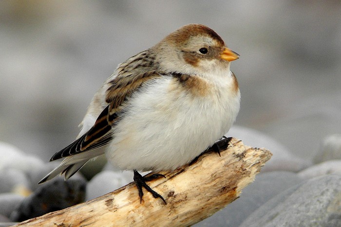 Snow Bunting