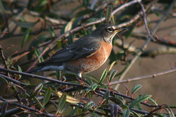 American Robin