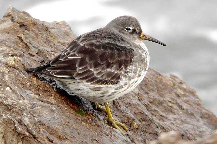 Purple Sandpiper