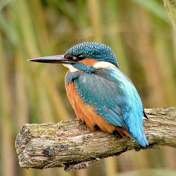 Kingfisher