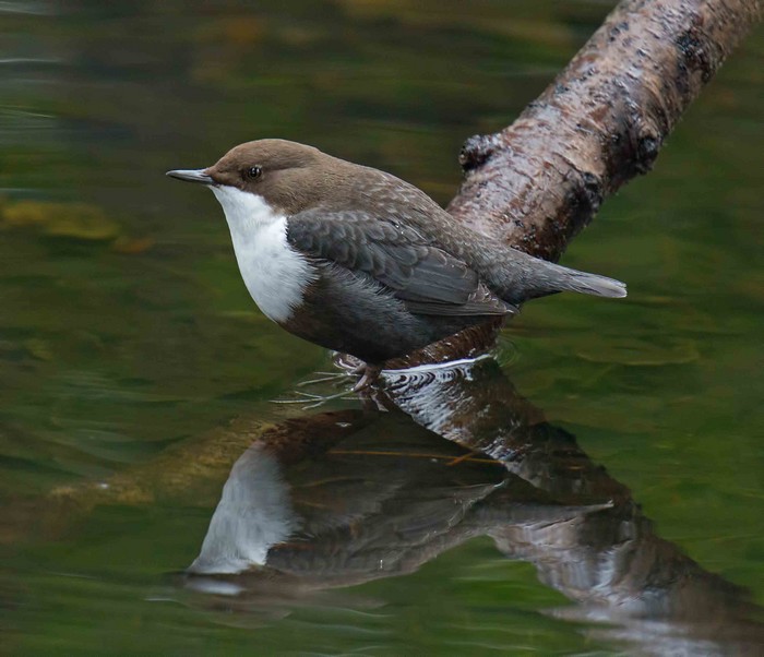 Black-bellied Dipper