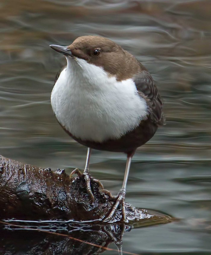 Black-bellied Dipper
