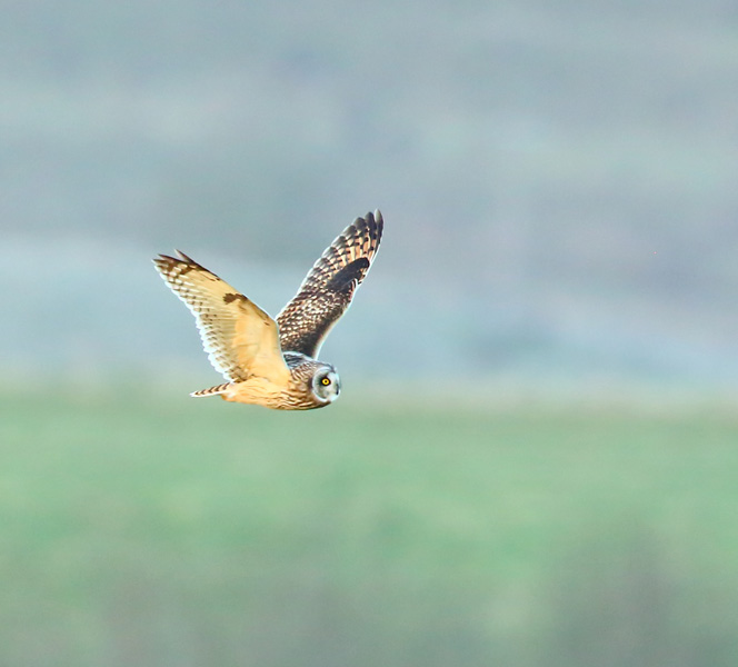 Short-eared Owl