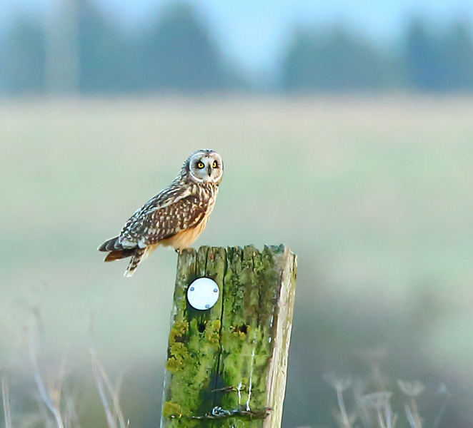 Short-eared Owl