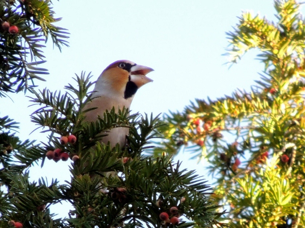 Hawfinch