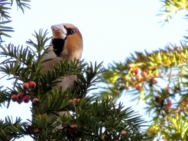 Hawfinch
