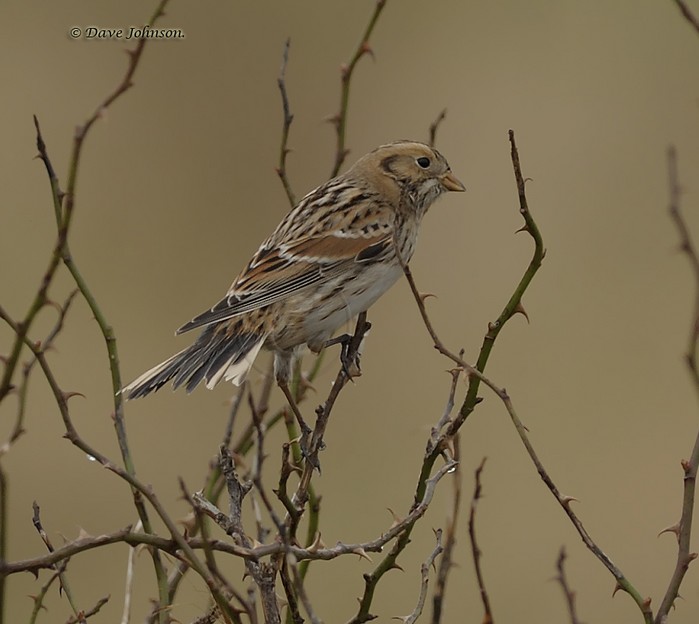 Lapland Bunting