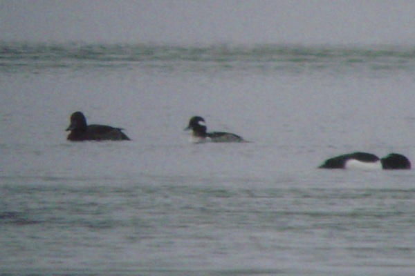 Bufflehead