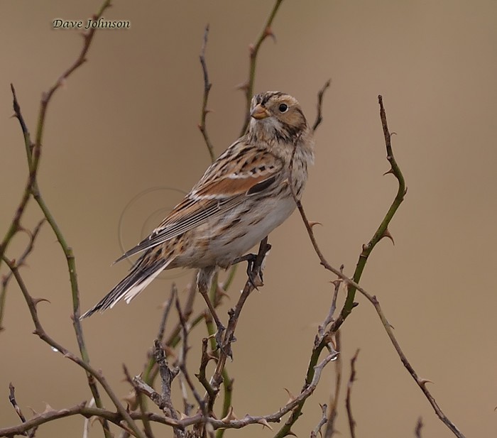 Lapland Bunting