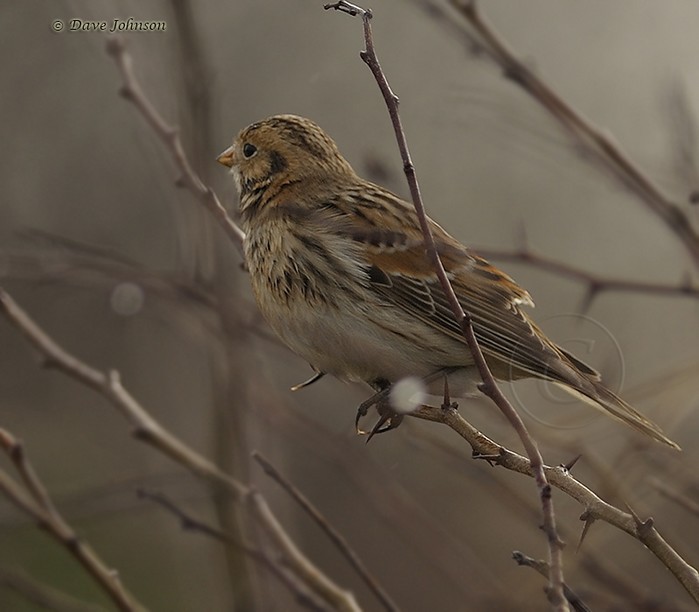 Lapland Bunting