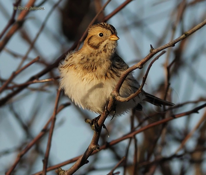 Lapland Bunting