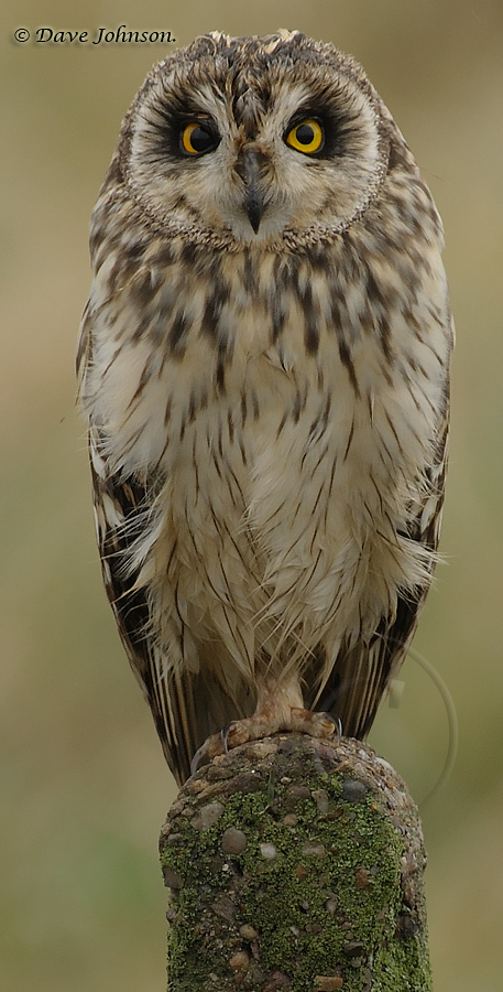 Short-eared Owl