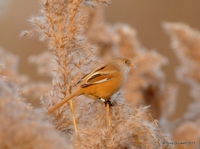 Bearded Tit