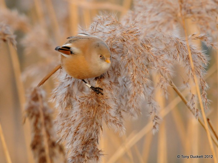Bearded Tit