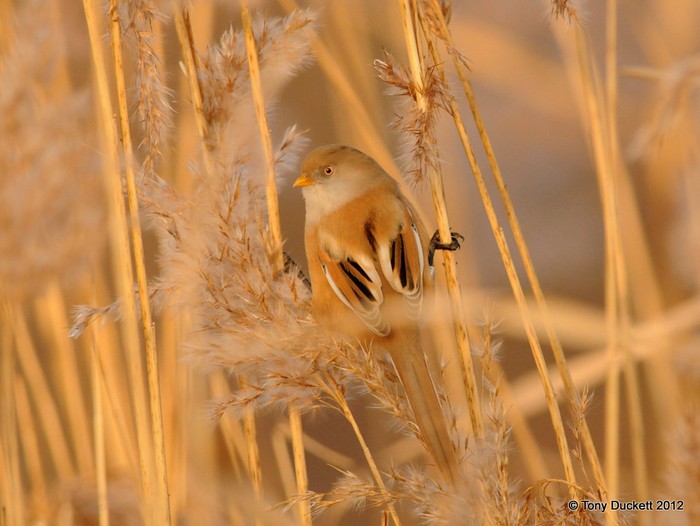 Bearded Tit