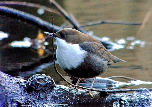 Black-bellied Dipper