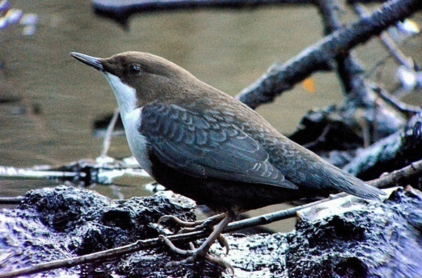 Black-bellied Dipper